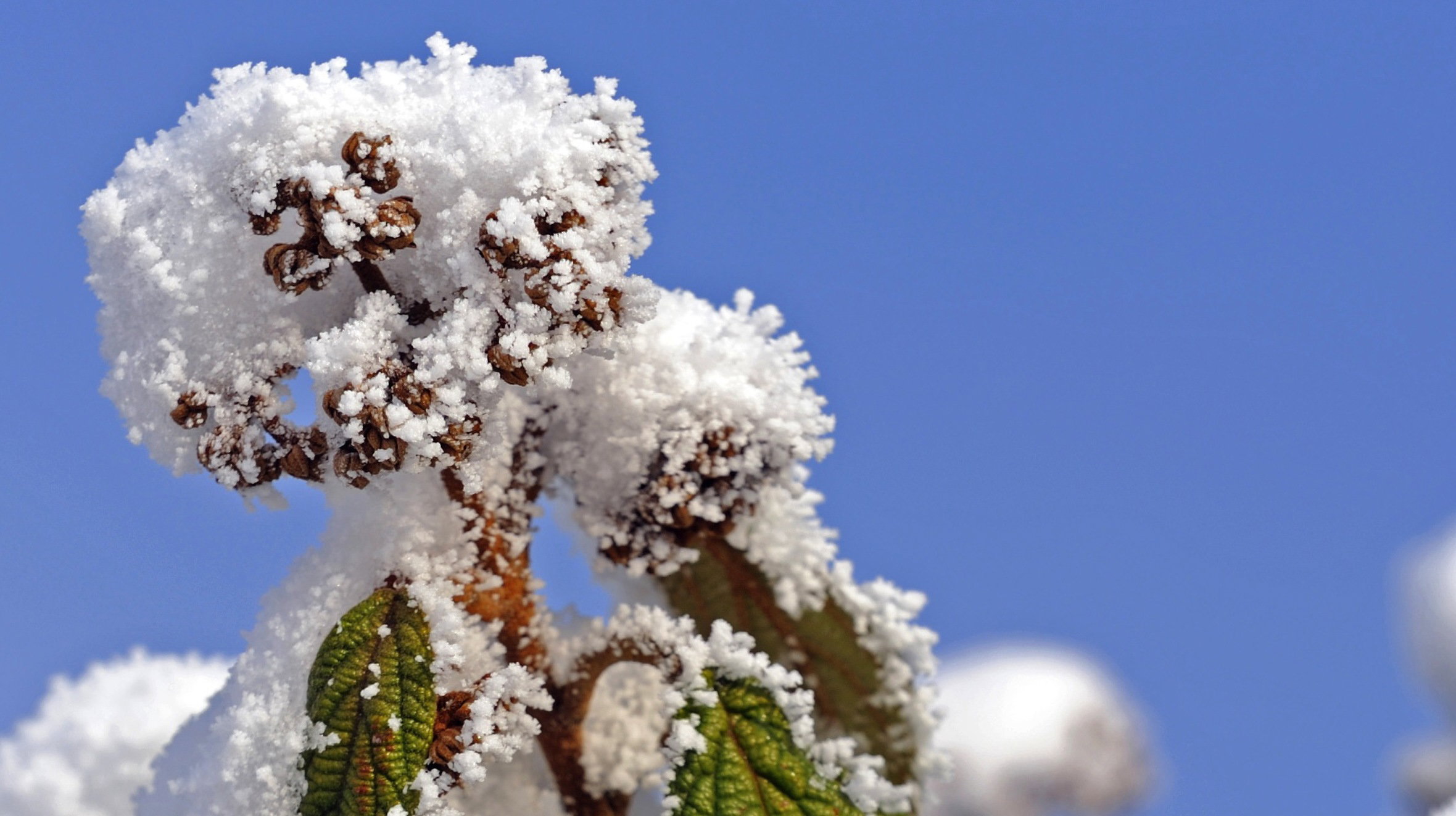 Kalina sztywnolistna Viburnum rhytidophyllum (zdj.: Fotolia.com)