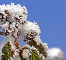 Kalina sztywnolistna Viburnum rhytidophyllum (zdj.: Fotolia.com)