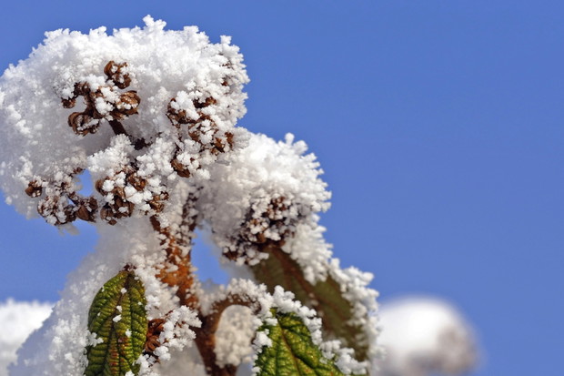 Kalina sztywnolistna Viburnum rhytidophyllum (zdj.: Fotolia.com)