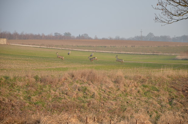  Koło mojej działki  są takie śliczne widoki -  żurawie i sarenki :)
2016 r.