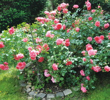 Kolorowa wiosenna rabata (zdj.: Fotolia.com)