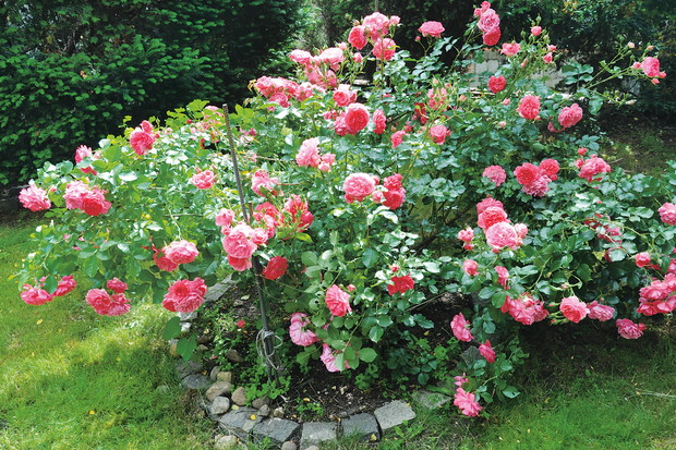 Kolorowa wiosenna rabata (zdj.: Fotolia.com)