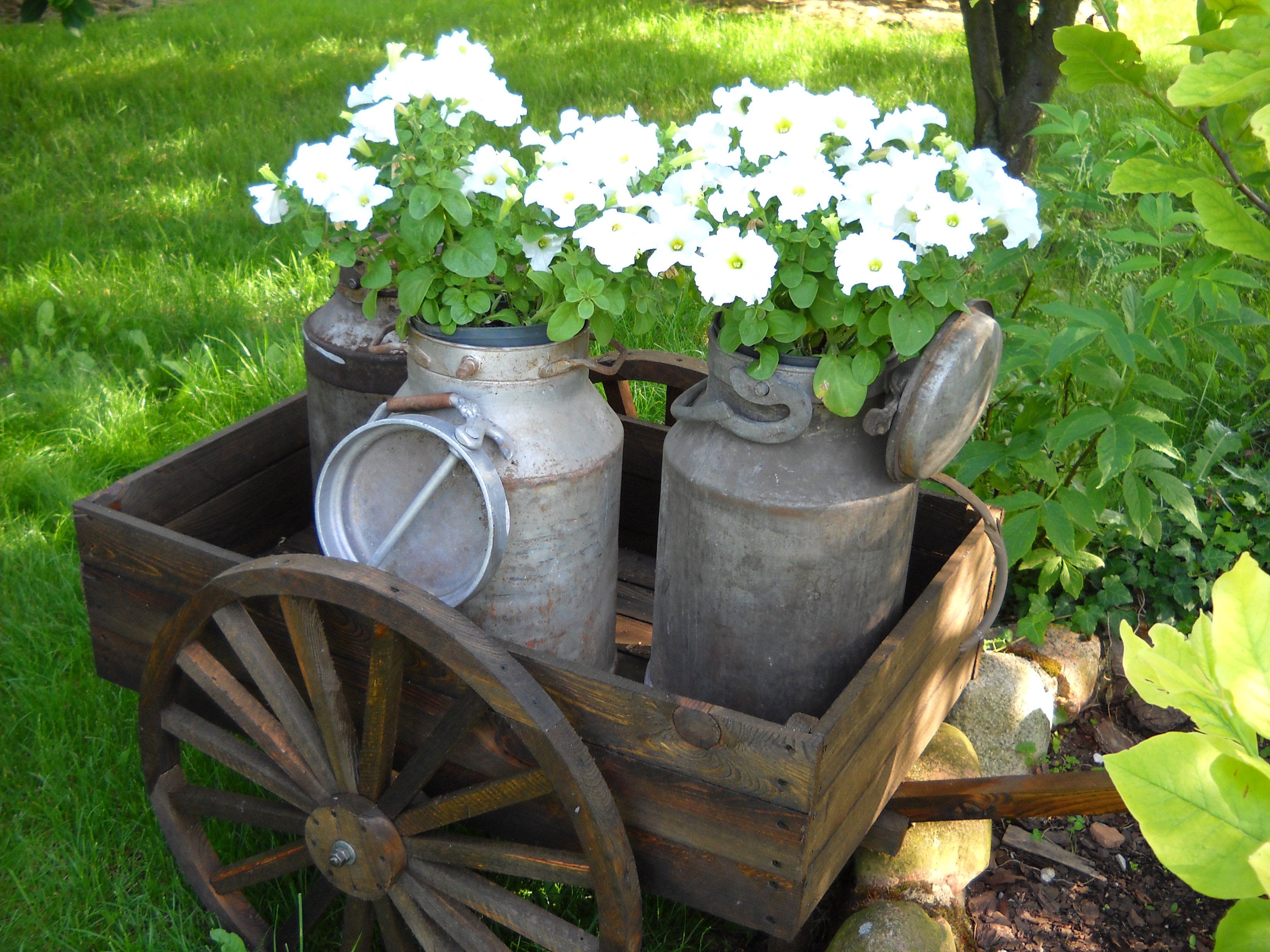 Konwie od mleka a w nich petunie.