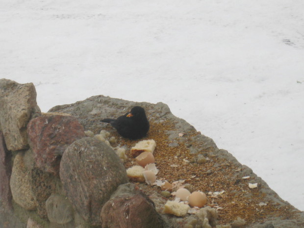 Kos , przyleciał do jadłodajni :)