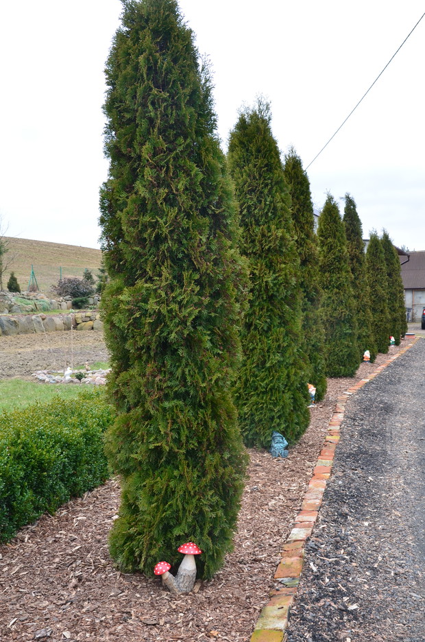 Krasnale wyszły już ze swoich dziupli :) 