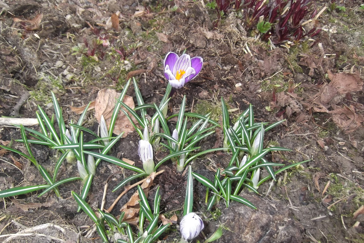 krokus