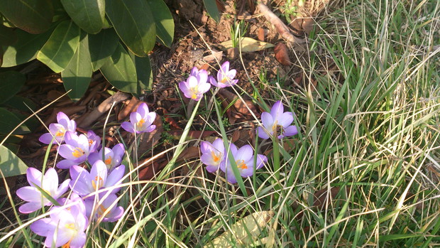 krokusy