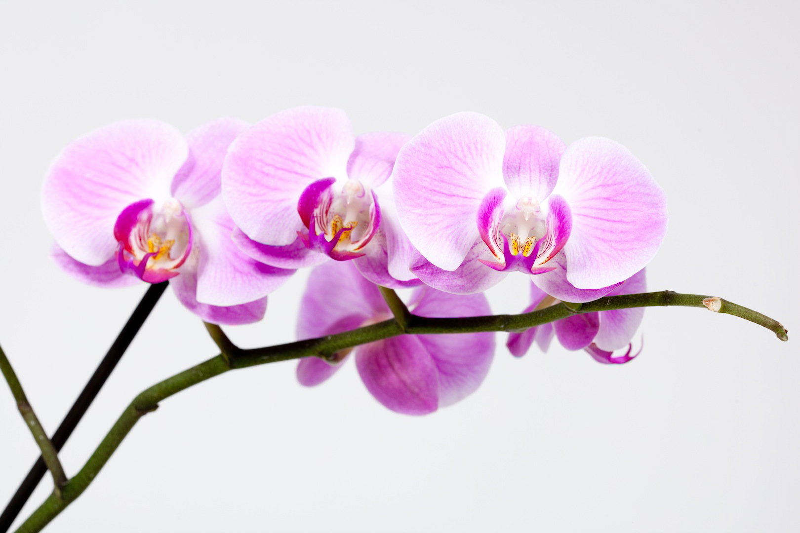 Kwiaty storczyka Orchis (zdj.: Fotolia.com)