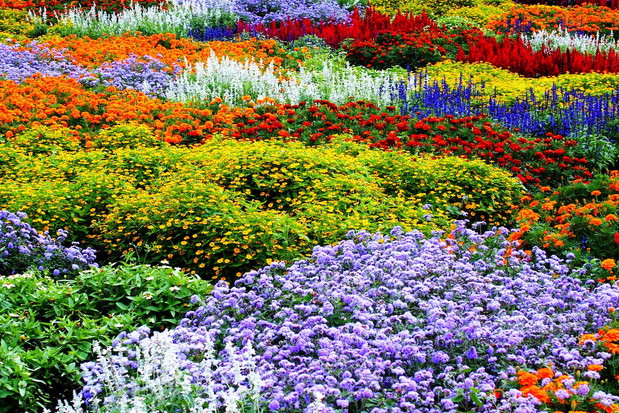 Kwietna rabata (zdj.: Fotolia.com)