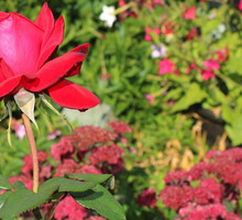 Kwitnąca róża górująca nad bogatą rabatą kwiatową (zdj.: Fotolia.com)