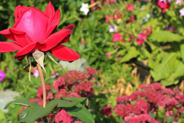 Kwitnąca róża górująca nad bogatą rabatą kwiatową (zdj.: Fotolia.com)