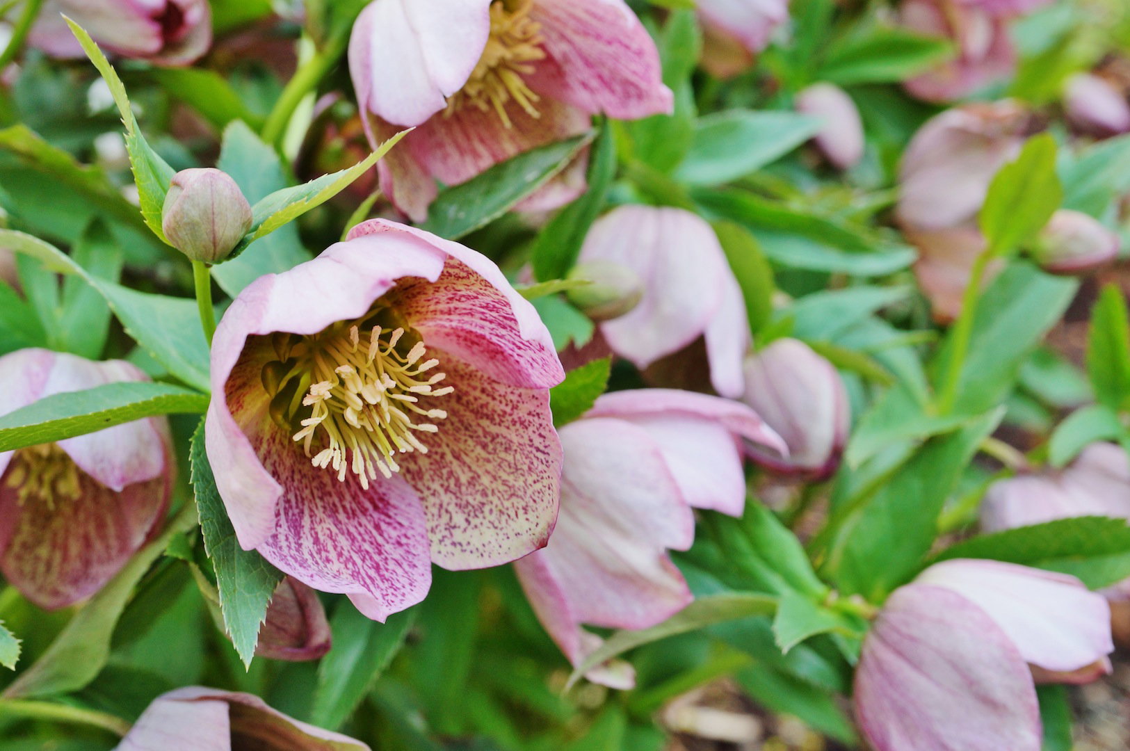 Kwitnące ciemierniki Helleborus orientalis (zdj.: Fotolia.com)