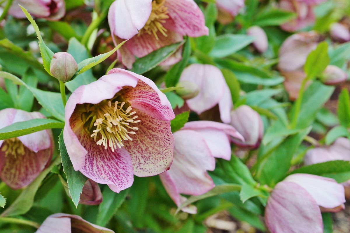 Kwitnące ciemierniki Helleborus orientalis (zdj.: Fotolia.com)