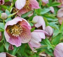 Kwitnące ciemierniki Helleborus orientalis (zdj.: Fotolia.com)