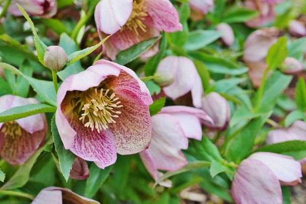 Kwitnące ciemierniki Helleborus orientalis (zdj.: Fotolia.com)