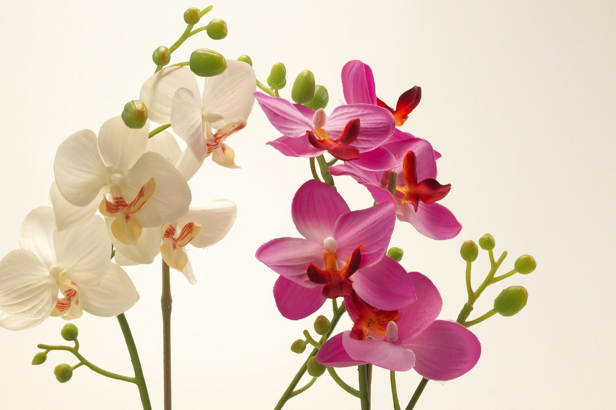 Kwitnące storczyki doniczkowe (zdj.: Fotolia.com)