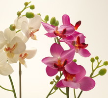 Kwitnące storczyki doniczkowe (zdj.: Fotolia.com)