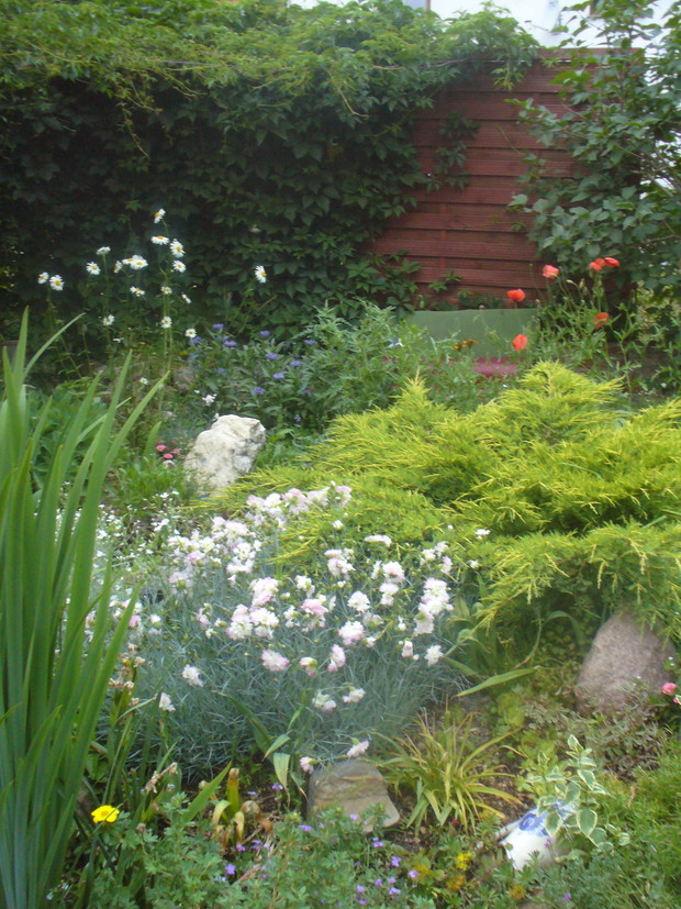 letni widoczek na skalniak pod "altanką " z winobluszczu