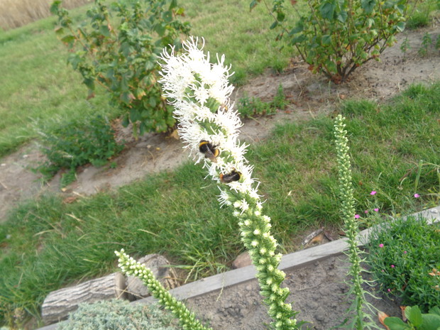 Liatre kłosową często odwiedzają owady. 