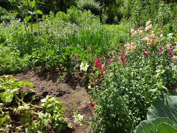 lwie paszcze i seler