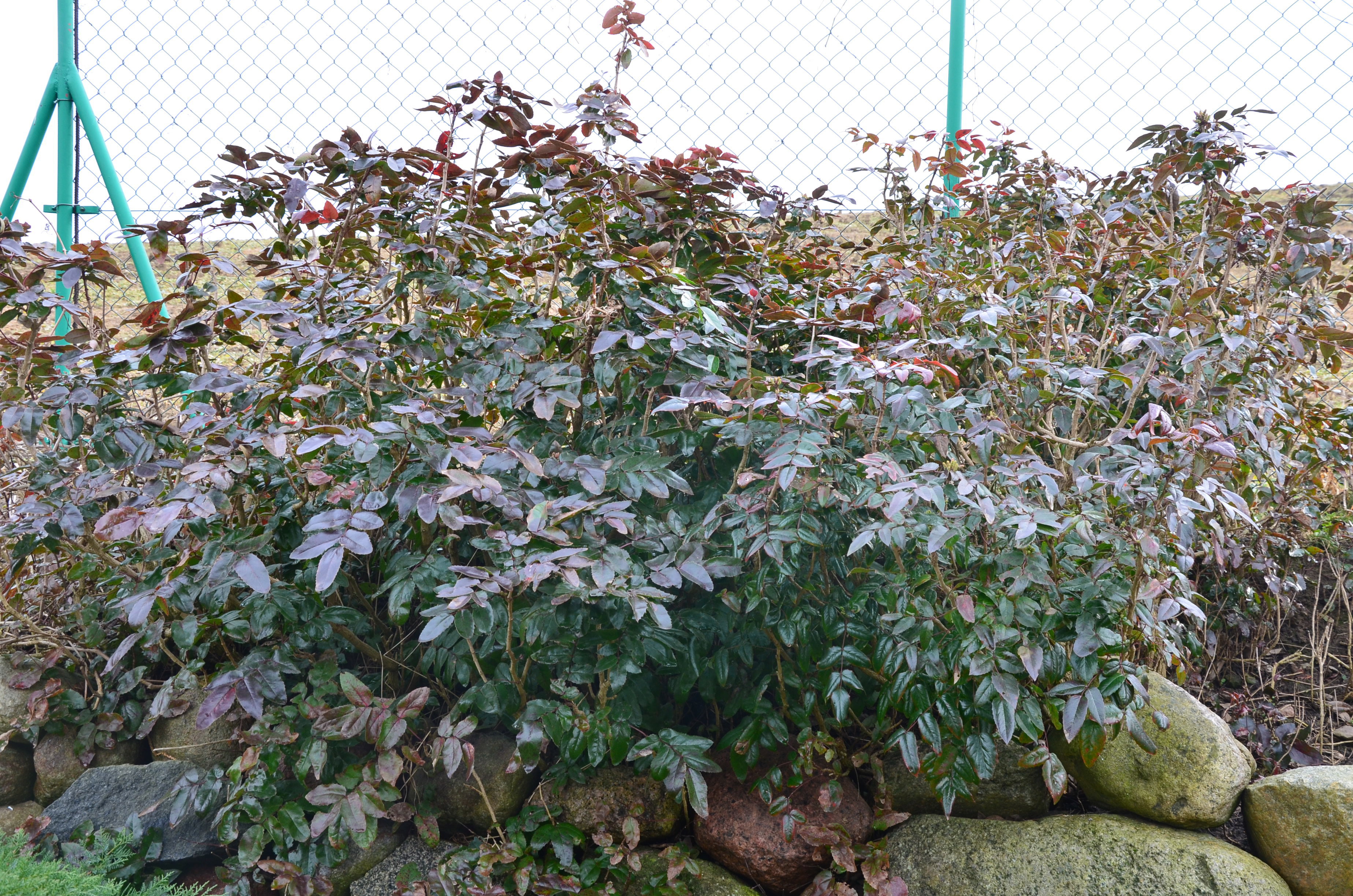 Mahonia - pospolita jest bardzo popularnym zimozielonym krzewem liściastym. Osiąga 1 m wysokości. Listki błyszczące, ciemnozielone, na brzegu kolczasto zębate. Gdy przychodzą niskie temperatury, przebarwiają się na kolor czerwonobrunatny.