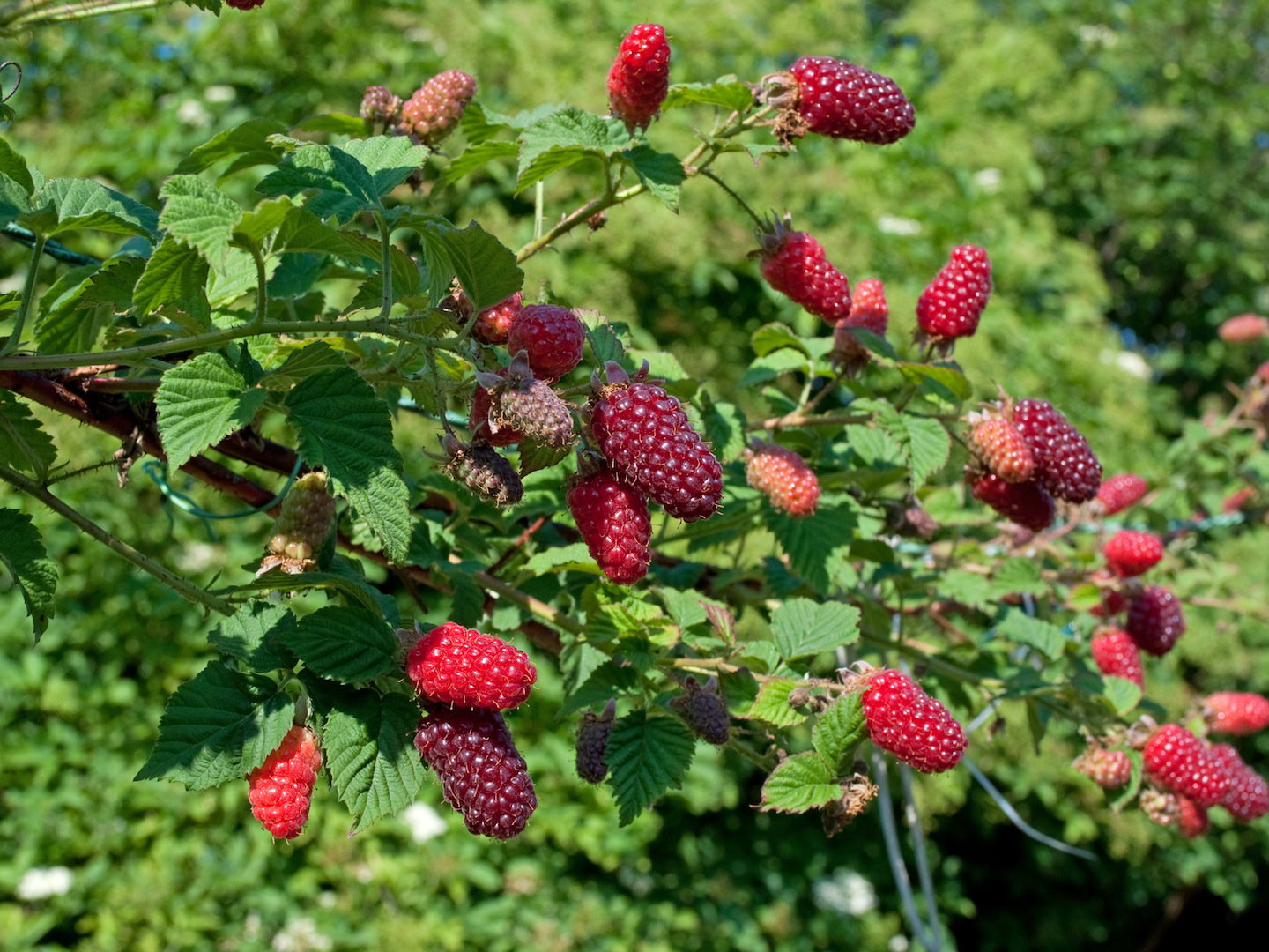 Malinojeżyna Tayberry (zdj.: Fotolia.com)