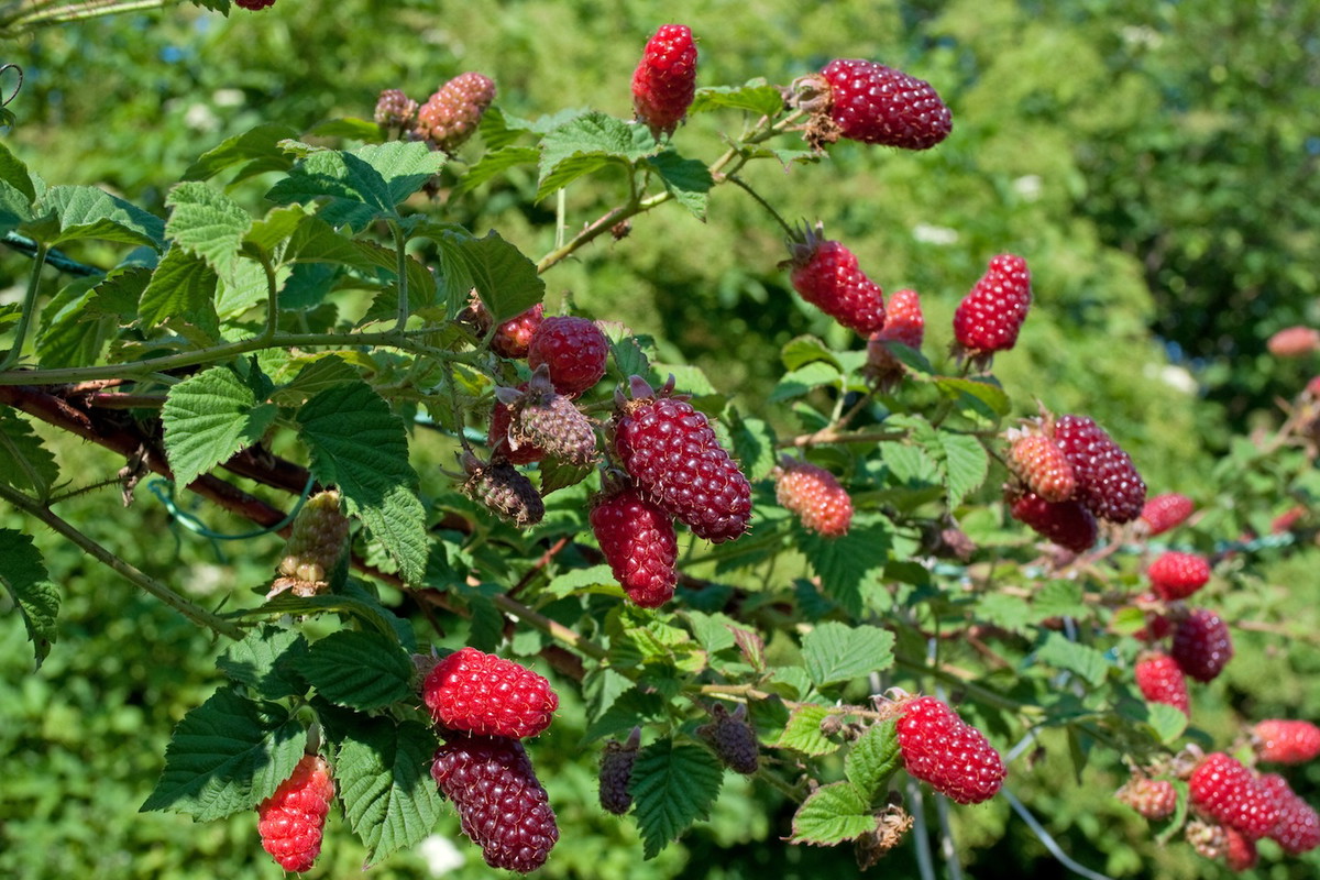 Malinojeżyna Tayberry (zdj.: Fotolia.com)