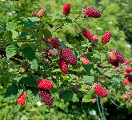 Malinojeżyna Tayberry (zdj.: Fotolia.com)