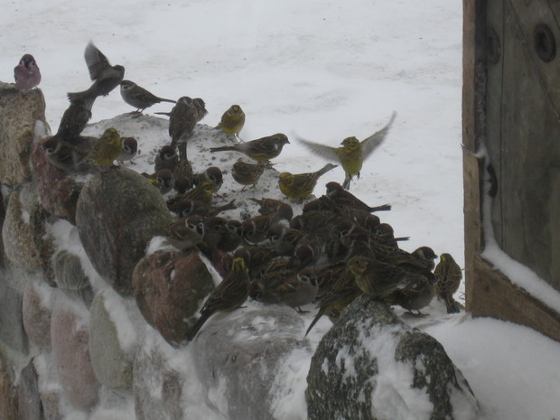 Mazurki i Wróble :)