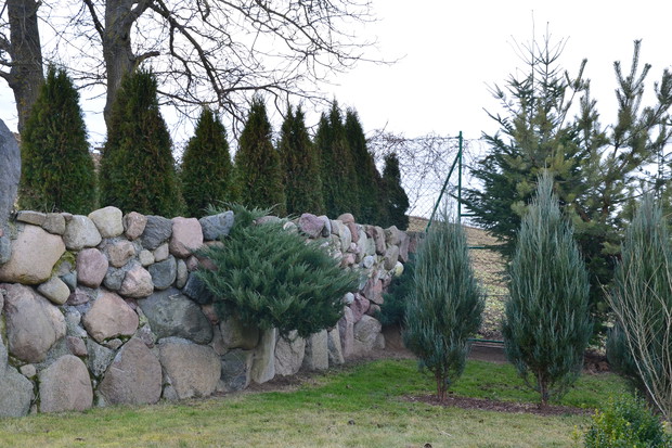 Mój ogród w porze " zimowej " bez śniegu :)