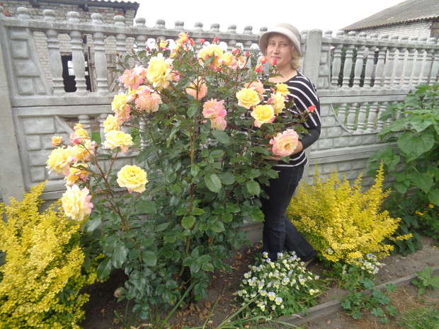 Moja dwuletnia róża, pierwszą jaką zasadziłam. 