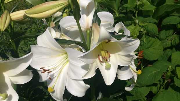 moja największa lilia