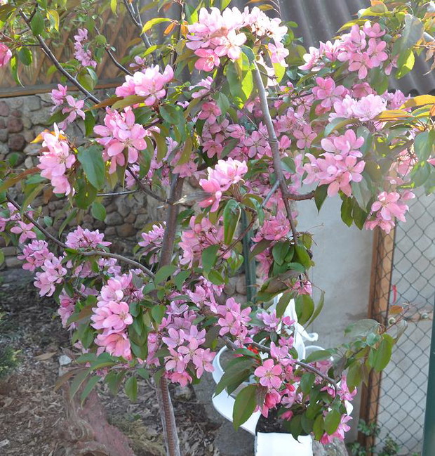  Moja rajska jabłoń w pełni kwitnięcia :)