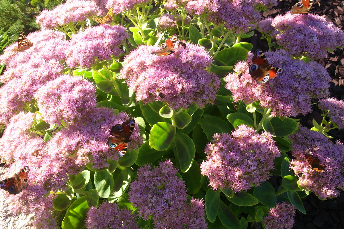 Motyle na rozchodniku olbrzymim