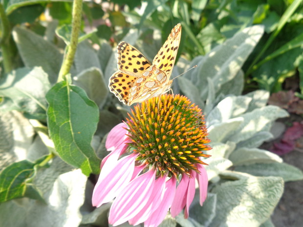 Motyle uwielbiają jeżówki. 