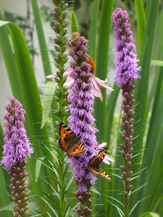 motyle uwielbiają latrie kłosowe , a ja uwielbiam motyle 