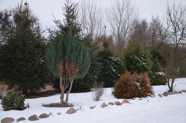 Mróz sporządził szkody na wiosnę będzie co robić  :)