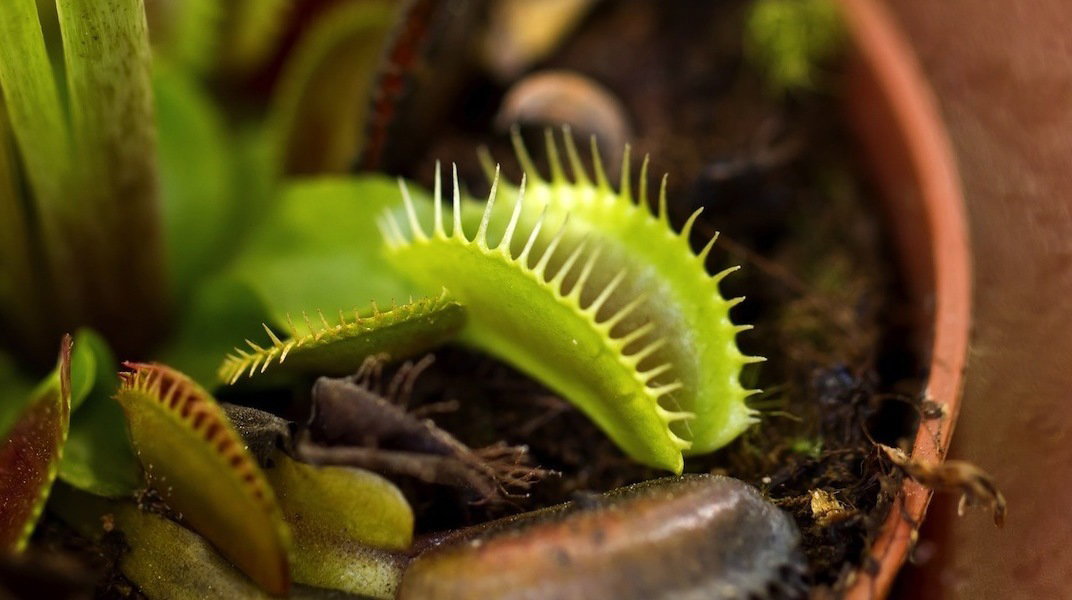 Muchołówka Dionaea muscipula (zdj.: Fotolia.com)