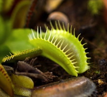 Muchołówka Dionaea muscipula (zdj.: Fotolia.com)