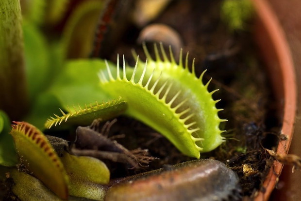 Muchołówka Dionaea muscipula (zdj.: Fotolia.com)