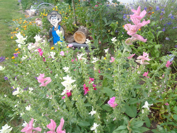 Należy pamiętać , by blisko hoteli dla owadów nasadzić mnóstwo roślin uwielbianych przez te stworzonka. 