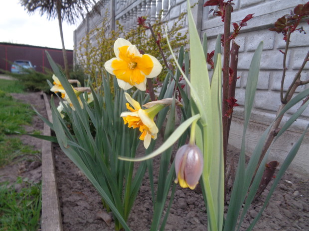 Narcyzy i szachownice też się udały. 
