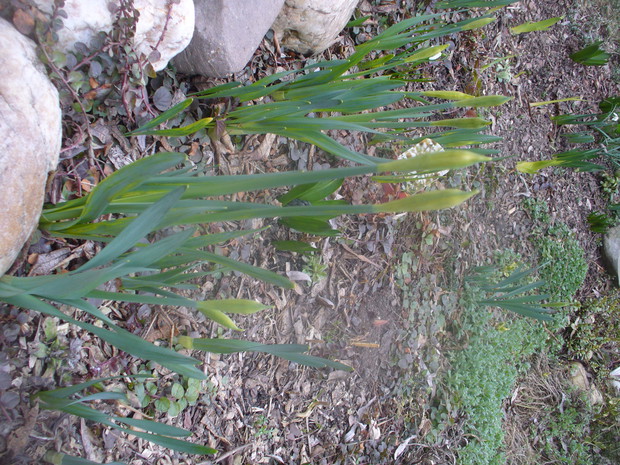 Narcyzy już tuż,tuz 