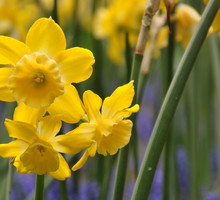 Narcyzy na wiosennej rabacie (zdj.: Fotolia.com)