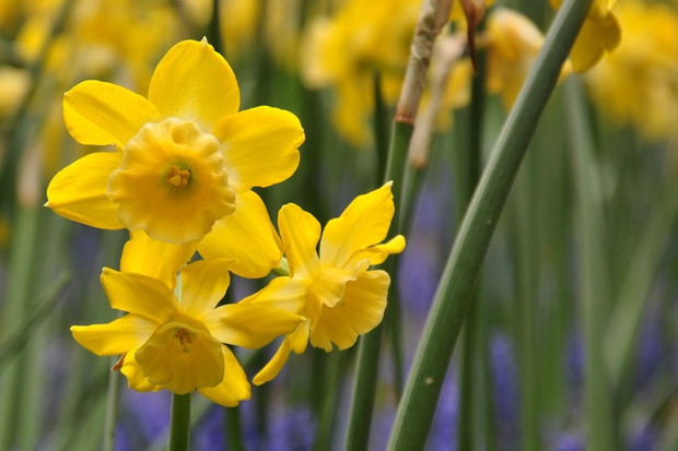 Narcyzy na wiosennej rabacie (zdj.: Fotolia.com)