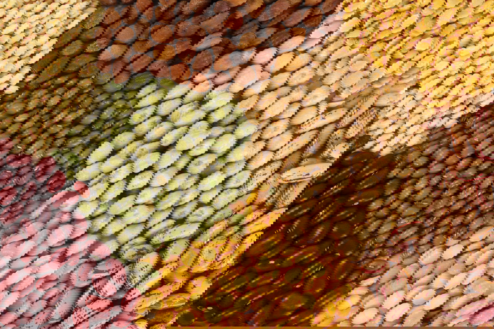 Nasiona ze sklepu nie są zaprawiane. Zabieg ten można jednak przeprowadzić w domu. (zdj.: Fotolia.com)