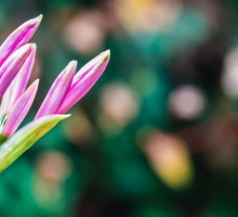 Nerine bowdenii tuż przed zakwitnięciem (zdj.: Fotolia.com)
