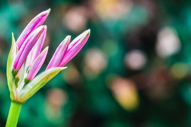 Nerine bowdenii tuż przed zakwitnięciem (zdj.: Fotolia.com)