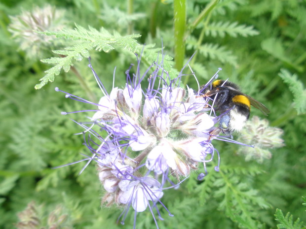 Niewątpliwie facelia to numer 1 w ilościach owadów jakie potrafi zwabić wokół swojej cudnej postury. 