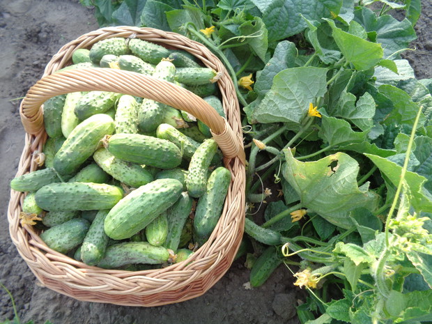 Obfite plony ogórków.